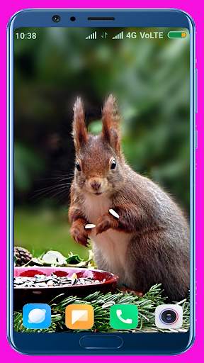 Squirrel Wallpaper screenshot 13