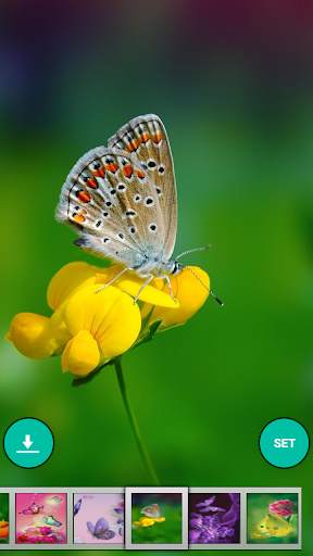 Butterfly wallpaper screenshot 1