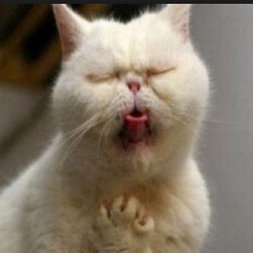 Funny Cat icon