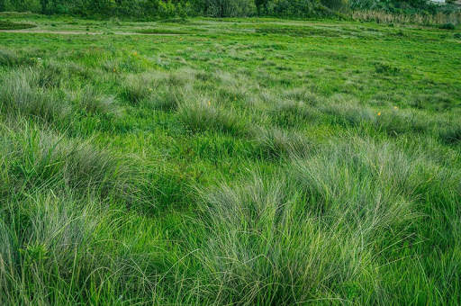 Grass Photo Frames screenshot 5