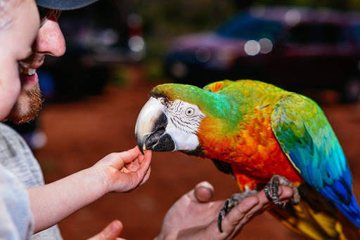 Train your parrot screenshot 2