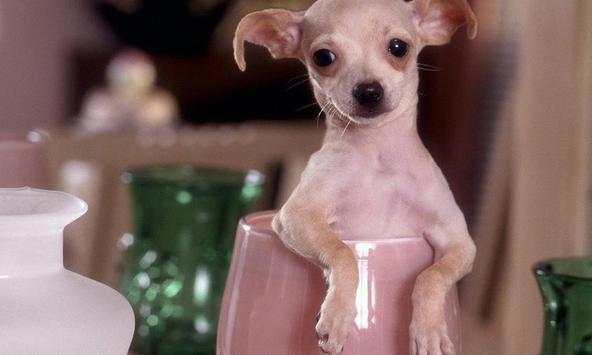 Chihuahuas wallpapers screenshot 2