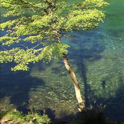 Amazing emerald morning icon