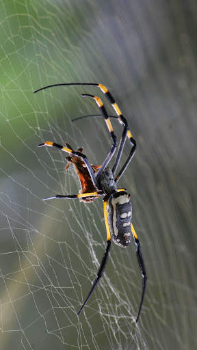 Spider Wallpapers screenshot 11
