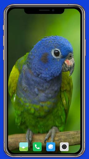 Parrot Wallpaper HD screenshot 7
