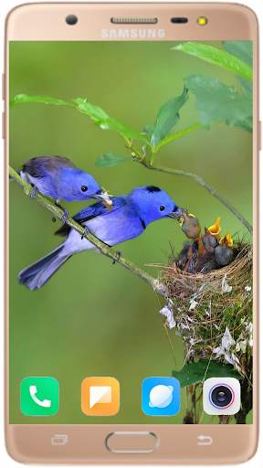 Bird Wallpaper Best HD स्क्रीनशॉट 14
