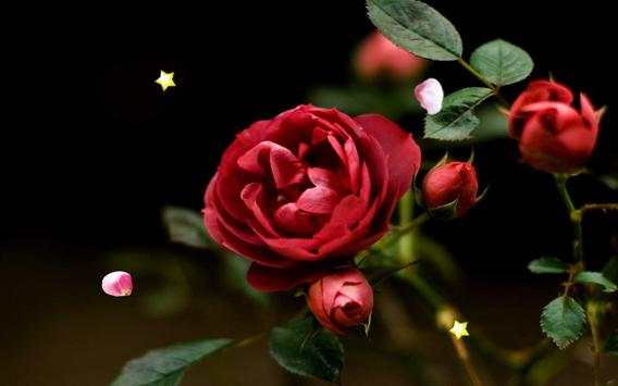 Spring Rose live wallpaper स्क्रीनशॉट 3