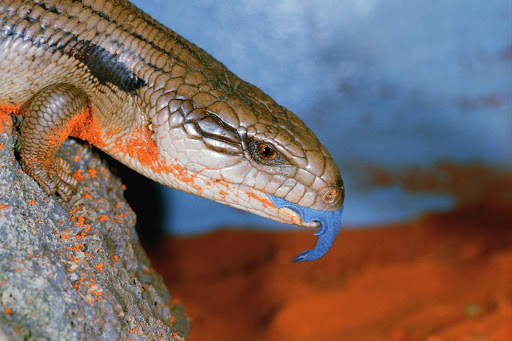Komodo Dragon Wallpaper - Lizard Wallpaper screenshot 5