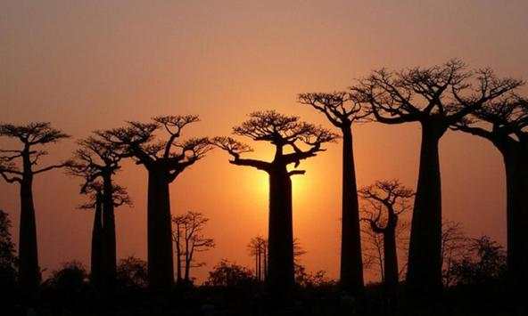 Baobab wallpapers screenshot 2