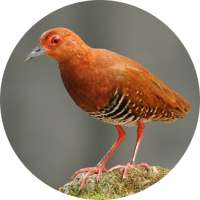 Red-legged crake bird sounds on 9Apps