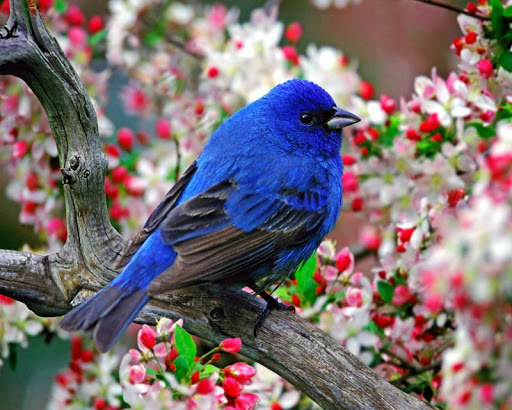 Birds Wallpapers HD 2020-2021 स्क्रीनशॉट 1