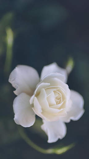 White Rose Wallpapers screenshot 3