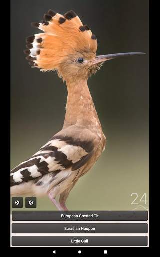 Bird Quiz Europe screenshot 12