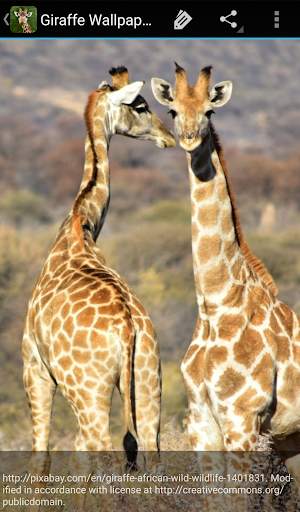 Giraffe Wallpaper screenshot 5