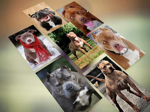 Pitbull Wallpaper HD screenshot 9
