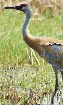 Sandhill Crane Wallpaper screenshot 5