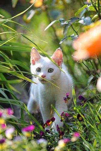 Cat HD Live Wallpaper screenshot 5