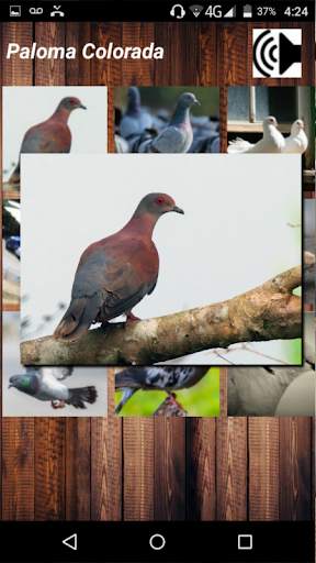 Sonidos de Palomas screenshot 2