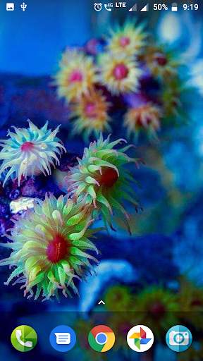 Coral Reef Hd Wallpaper screenshot 3