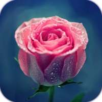 AppLock Theme Pink Rose on 9Apps