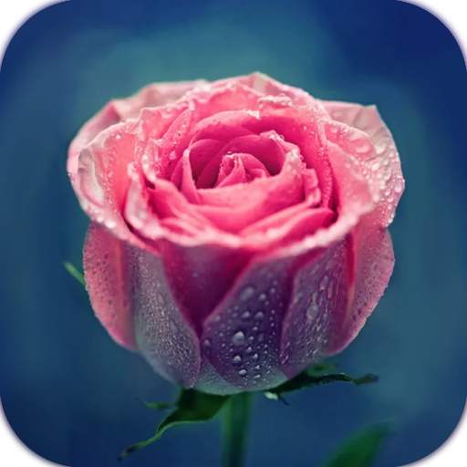 AppLock Theme Pink Rose 1.0.2