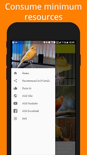 Canary Birds Wallpaper स्क्रीनशॉट 4