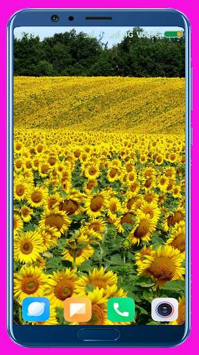 Sunflower HD Wallpaper screenshot 5