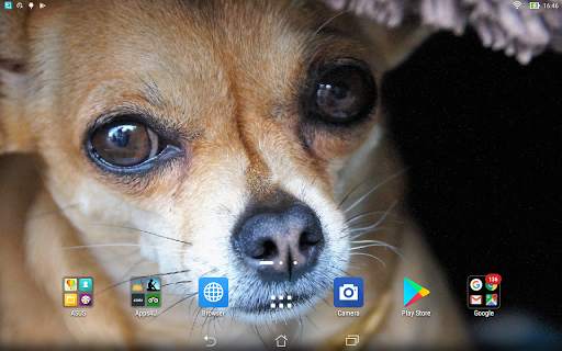 Chihuahua live wallpaper screenshot 3