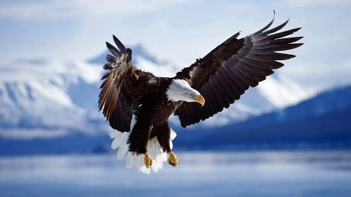 Eagle Live Wallpaper : 7fon & LWP screenshot 9