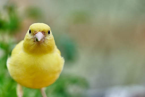 Canary Bird Wallpapers HD screenshot 4