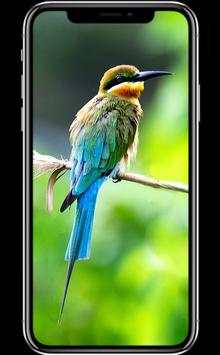 Bird Wallpapers screenshot 4