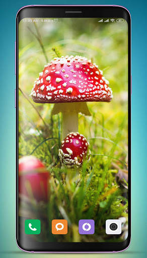 Mushroom Wallpaper HD screenshot 5