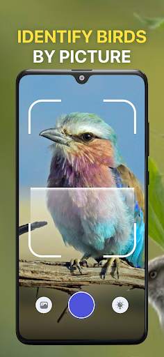 Bird Sound Identifier Bird ID screenshot 3