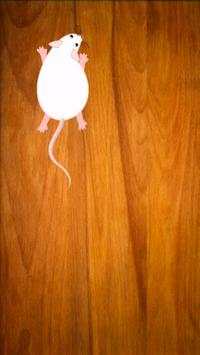 Game For Cats screenshot 4