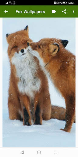 Fox Wallpapers screenshot 14