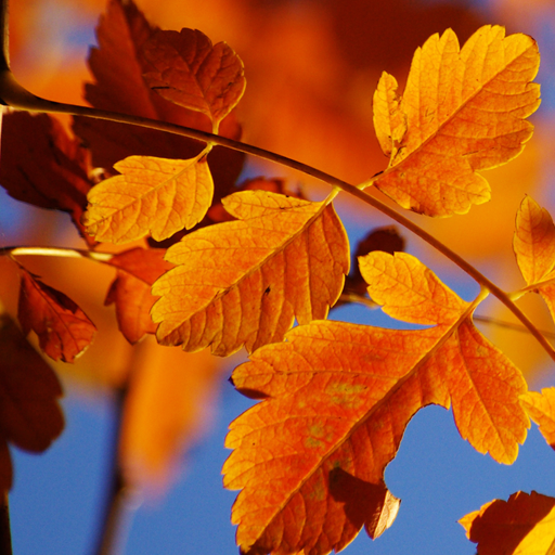 Autumn Live Wallpaper HD icon