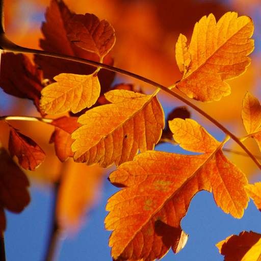 Autumn Live Wallpaper HD 1.0.5