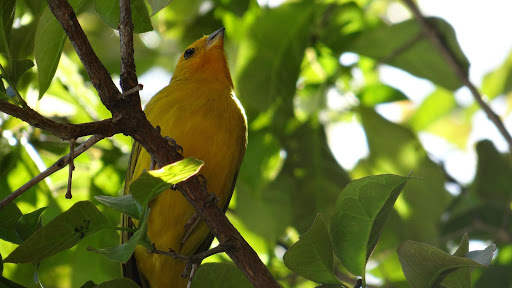 Canary Bird Wallpapers HD screenshot 6