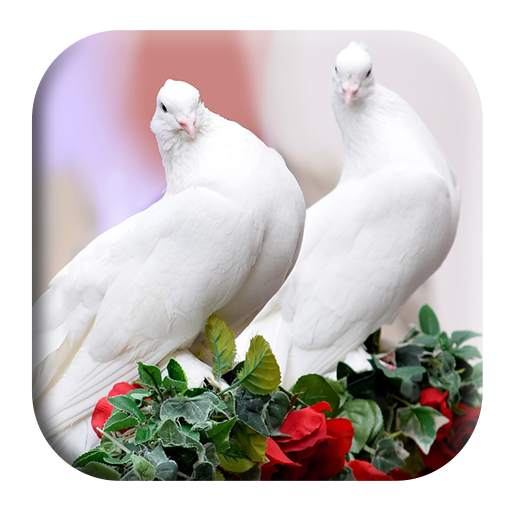 Dove Sounds 1.2