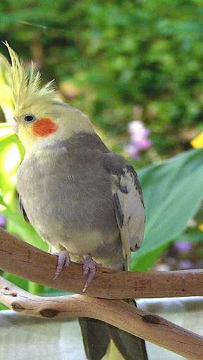 Cockatiels Bird Wallpapers HD screenshot 3