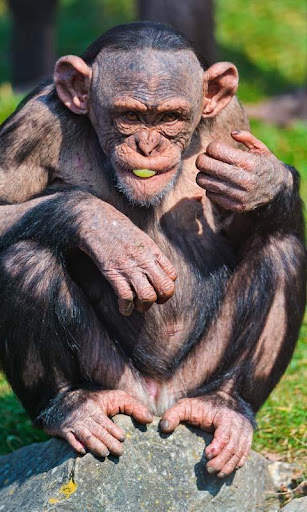 Talking Funny Monkey Free LWP screenshot 2