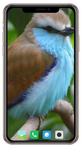 Bird HD Wallpaper screenshot 16