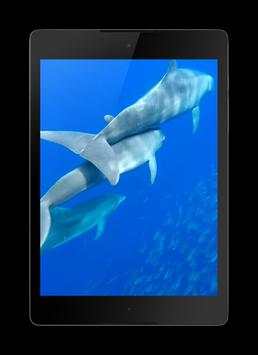 Dolphins Live Wallpaper screenshot 3