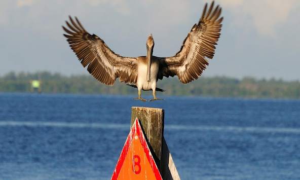 Pelican Wallpapers screenshot 1