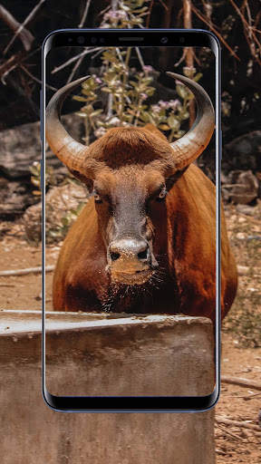Angry Wallpaper स्क्रीनशॉट 1