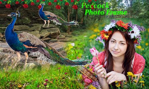 Peacock Photo Frames 2 تصوير الشاشة