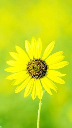 Flower Wallpaper 4K, Floral Background: Flowery screenshot 10