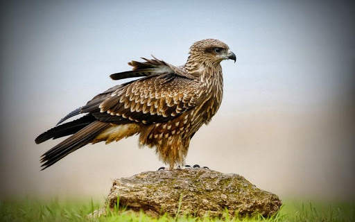 Eagle HD Wallpaper screenshot 5