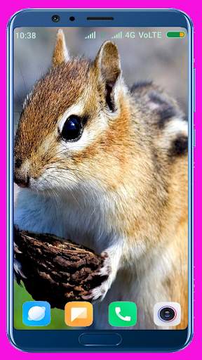 Squirrel Wallpaper screenshot 11