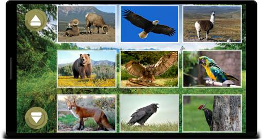 Animal Sounds screenshot 4